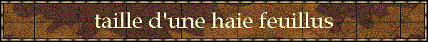 taille d'une haie feuillus